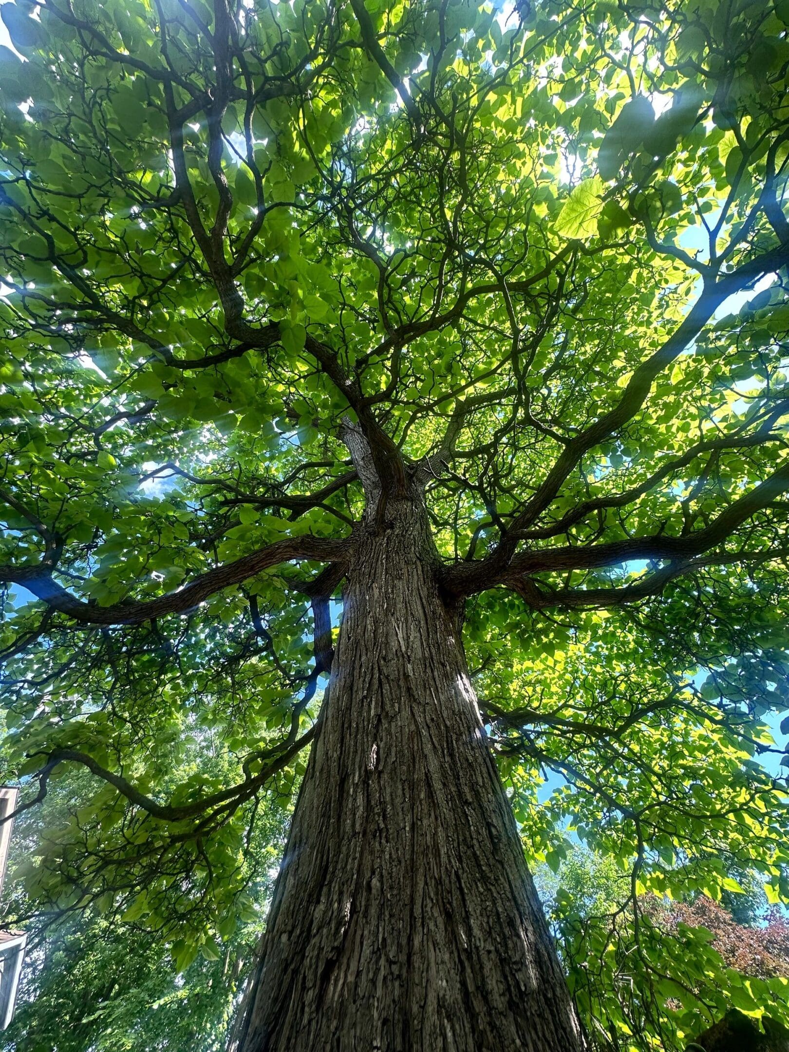 Looking up a tall tree with green leaves and sunlight filtering through.