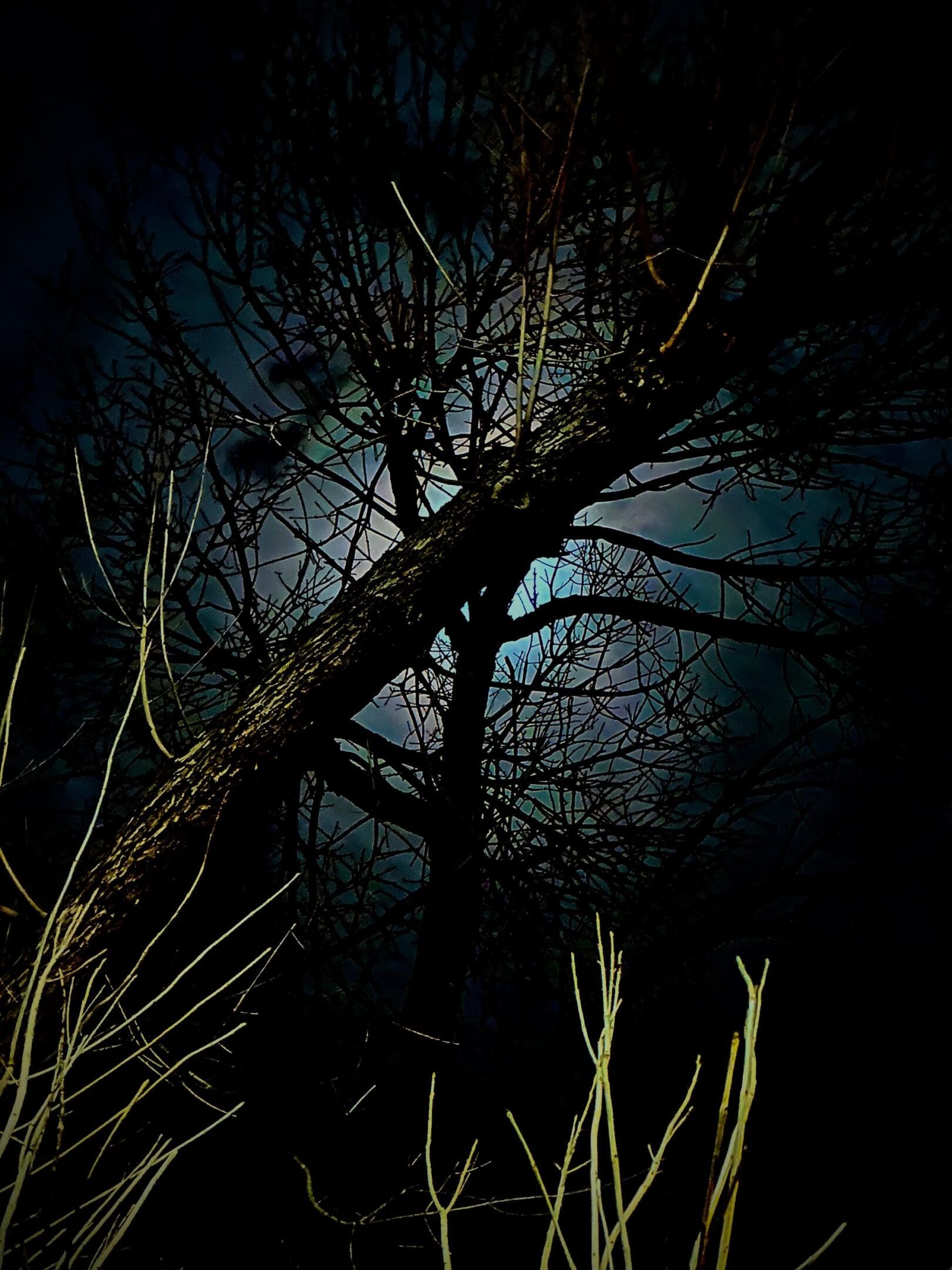 Bare tree branches silhouetted against a glowing full moon at night.