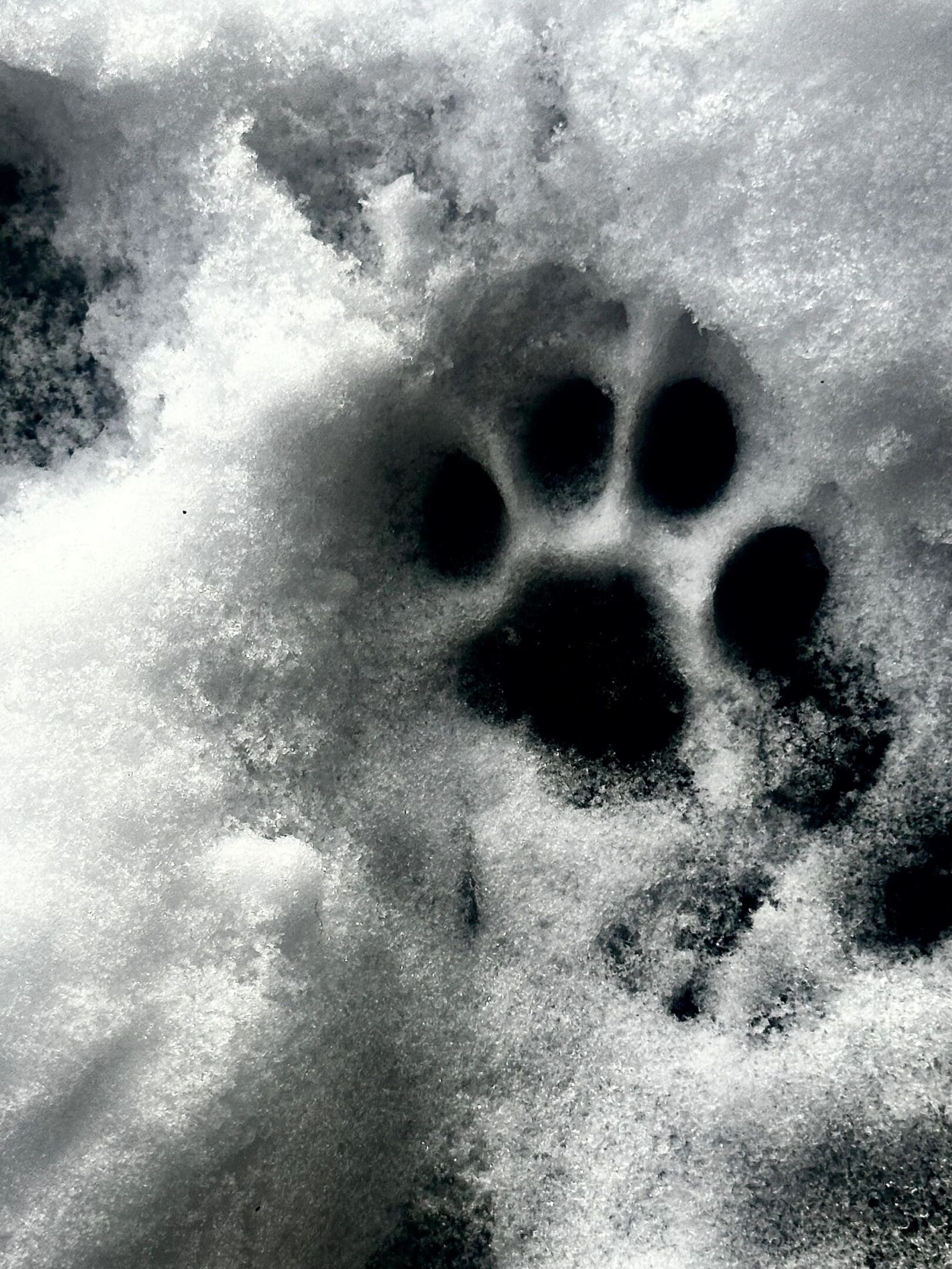A clear animal paw print in fresh snow.
