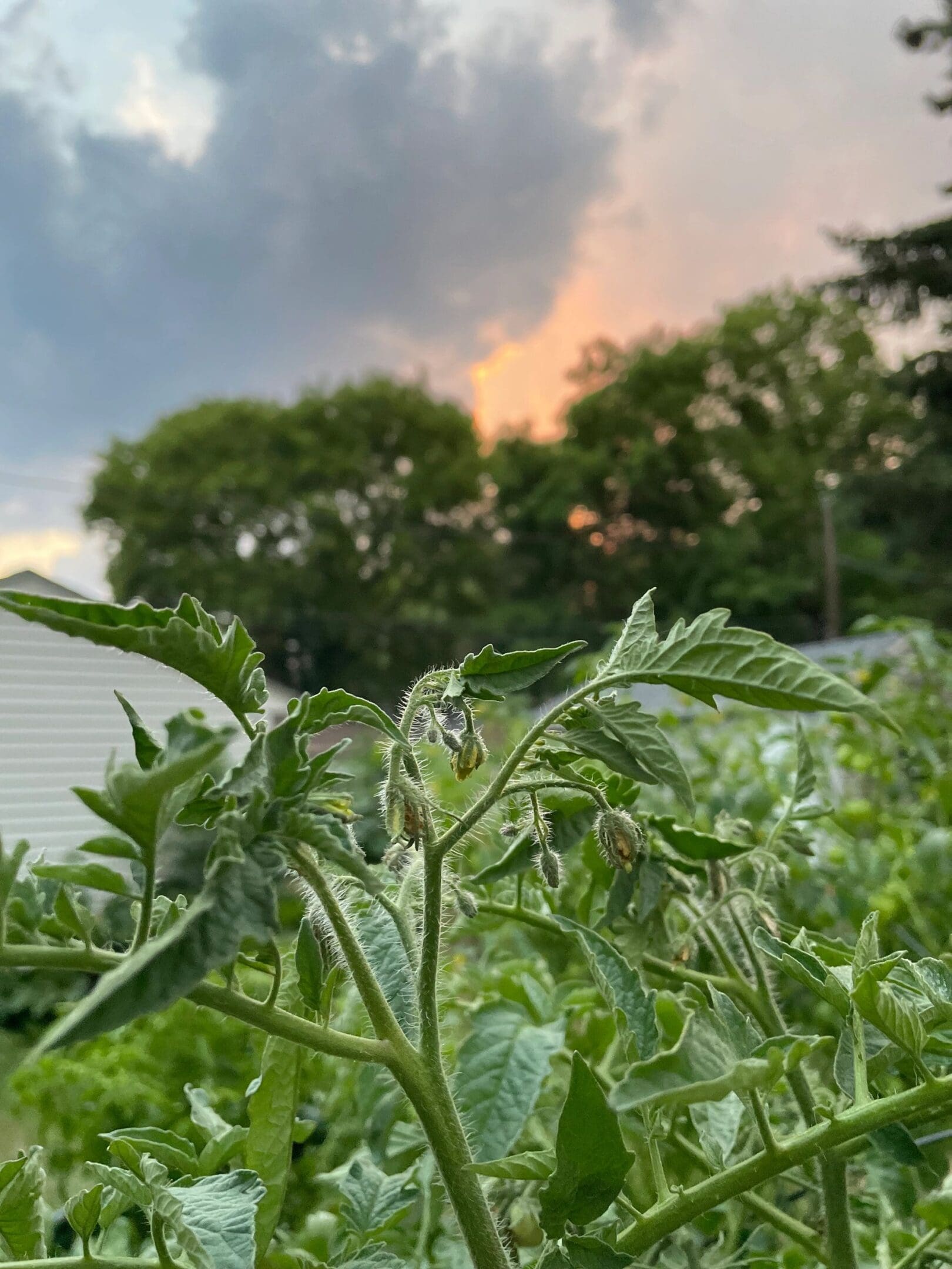 Close-up of tomato plant leaves and buds at sunset with a cloudy sky.