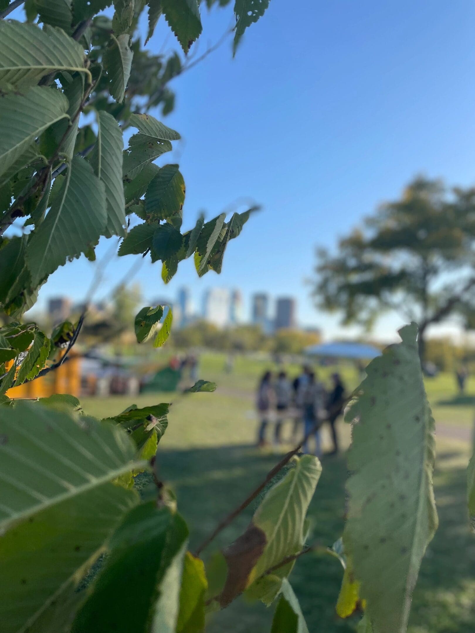 Close-up of green leaves with a blurred park and city skyline in the background.