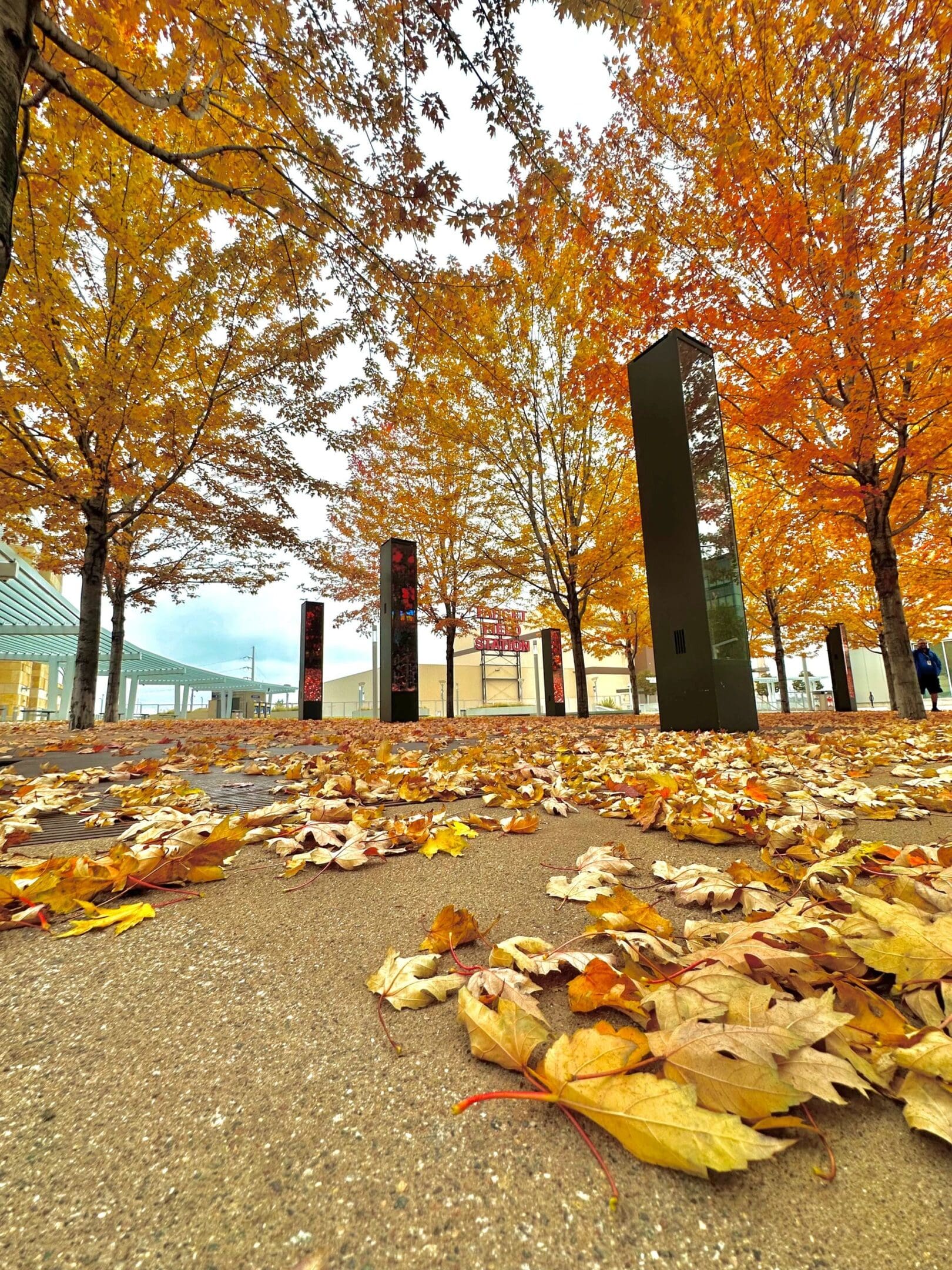 Autumn leaves scattered on a city sidewalk with vibrant orange trees.