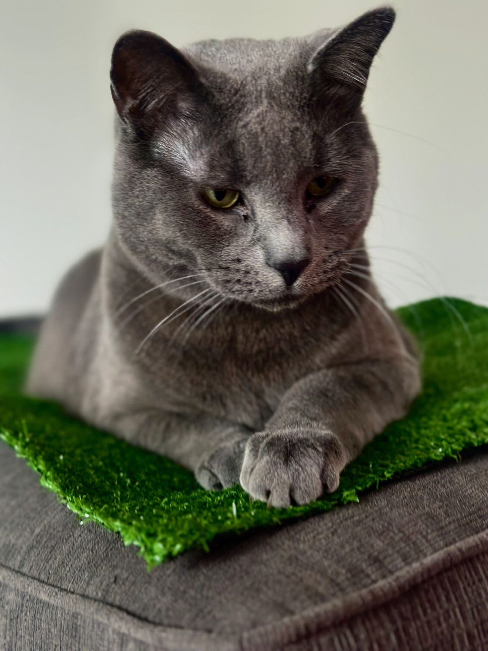 A grey cat resting on a small patch of green artificial grass.