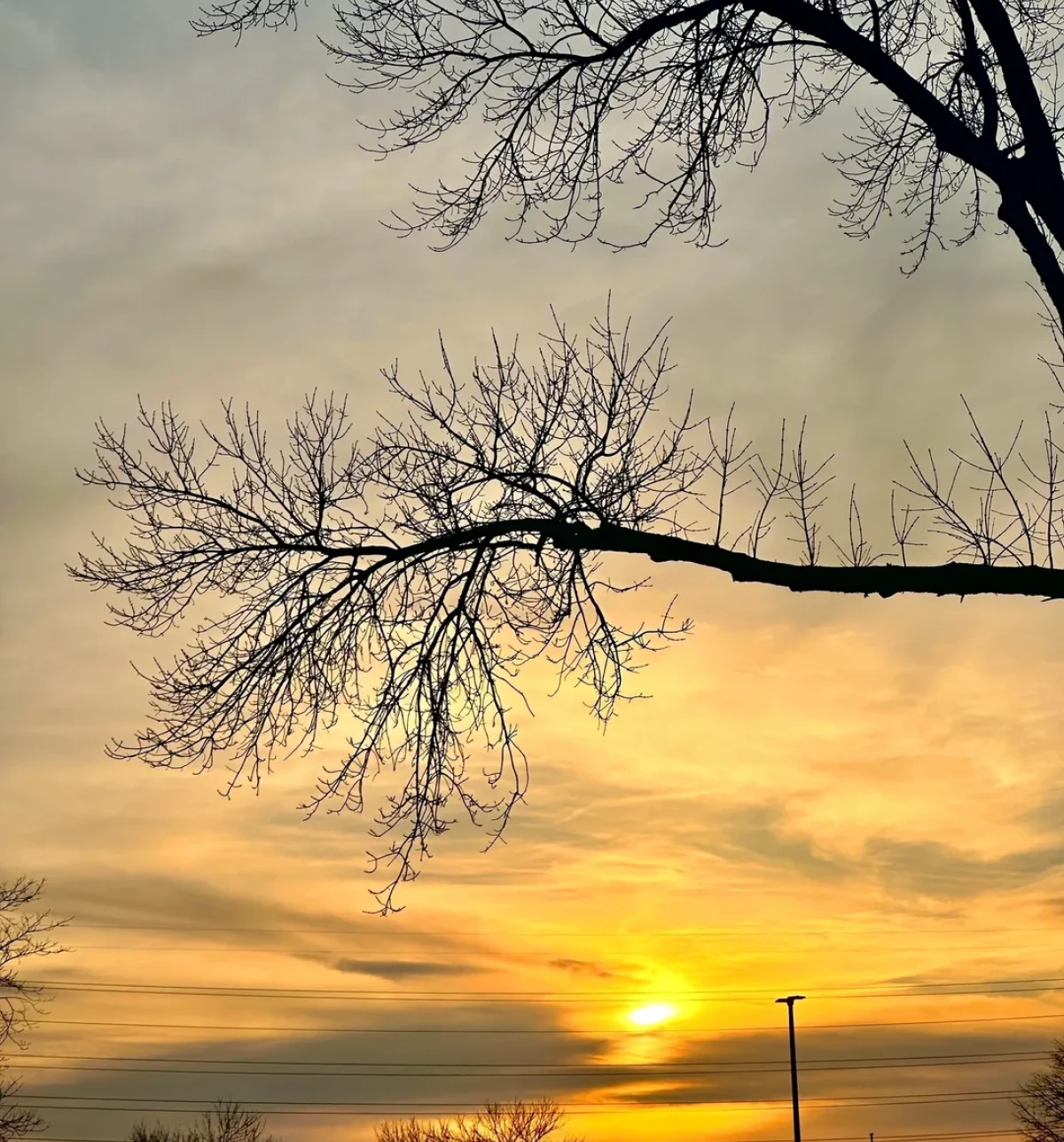 Winter sunset with silhouetted trees