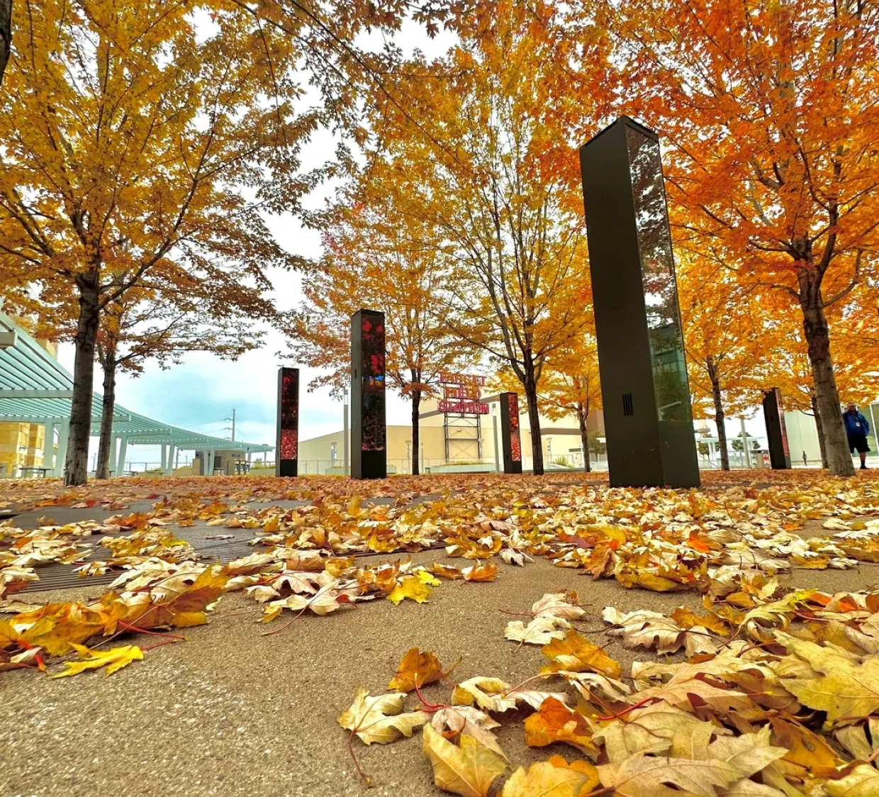 Vibrant fall foliage in urban park